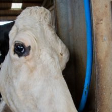 Cow: un momento del film