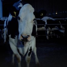 Cow: un'immagine del film