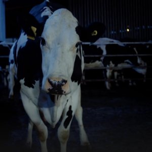 Cow: un'immagine del film