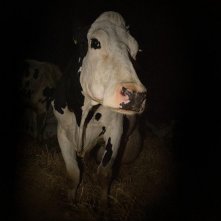 Cow: una sequenza del film