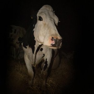Cow: una sequenza del film
