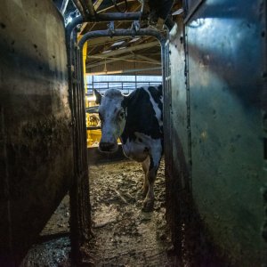 Cow: una scena del film