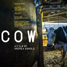 Locandina di Cow