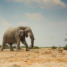 Un paradiso da salvare - Racconti di un ecosistema: un momento del film