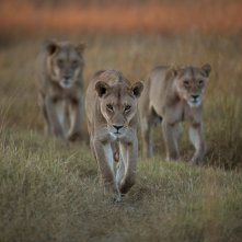 Un paradiso da salvare - Racconti di un ecosistema: un'immagine del film