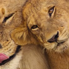 Un paradiso da salvare - Racconti di un ecosistema: una foto del documentario