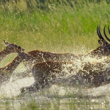 Un paradiso da salvare - Racconti di un ecosistema: un'immagine