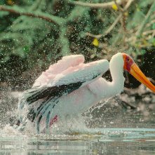 Un paradiso da salvare - Racconti di un ecosistema: una sequenza del film