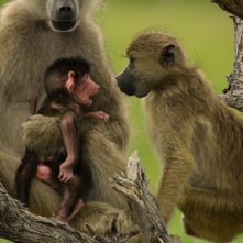 Un paradiso da salvare - Racconti di un ecosistema: una scena del documentario