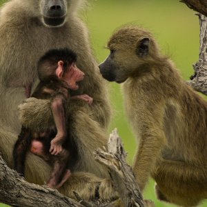 Un paradiso da salvare - Racconti di un ecosistema: una scena del documentario