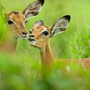 Un paradiso da salvare - Racconti di un ecosistema: una scena del film