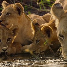 Un paradiso da salvare - Racconti di un ecosistema: una scena