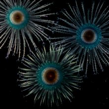 The Voyage of Time - Il cammino della vita: una foto