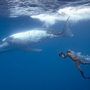 Watson - Il pirata che salva gli oceani: una scena del documentario