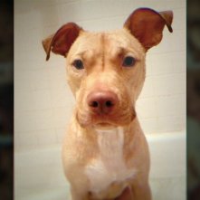 Bad Vegan: fama, frode e fuggitivi - un'immagine della docuserie