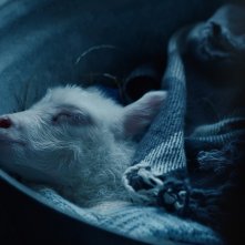 Lamb: l'agnellino dorme placidamente sotto le coperte