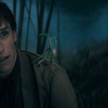 Animali Fantastici - I segreti di Silente: Eddie Redmayne in una scena