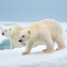Polar Bear: un'immagine del documentario