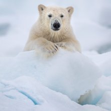 Polar Bear: una scena del documentario