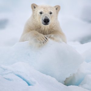 Polar Bear: una scena del documentario