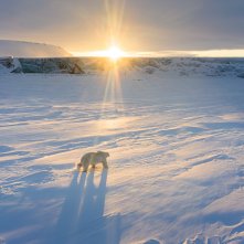 Polar Bear: un'immagine del documentario
