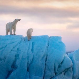 Polar Bear: una suggestiva foto del documentario