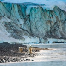 Polar Bear: un momento del documentario