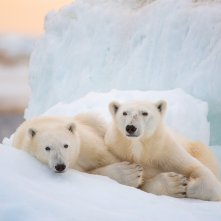 Polar Bear: una sequenza del film