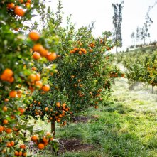 Ritorno alla fattoria dei nostri sogni: una scena