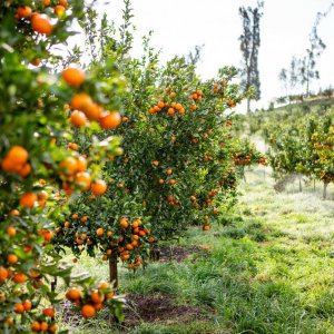 Ritorno alla fattoria dei nostri sogni: una scena