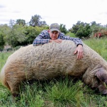 Ritorno alla fattoria dei nostri sogni: una sequenza