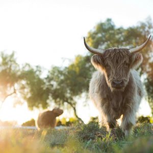 Ritorno alla fattoria dei nostri sogni: una scena del film