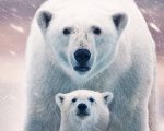 Polar Bear: nel mondo degli orsi polari, tra immagini spettacolari ed emozioni