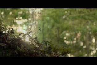 Where The Crawdads Sing - Trailer 2