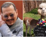 Johnny Depp ride mentre il dirigente della Disney risponde alla domanda su 'un milione di alpaca'