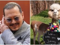 Johnny Depp ride mentre il dirigente della Disney risponde alla domanda su 'un milione di alpaca'