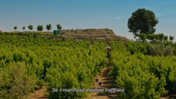 Alcarràs - Trailer Italiano