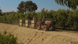 Alcarràs - Clip (3)