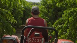 Alcarràs - Clip (1)