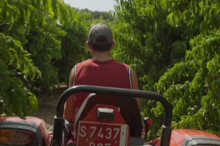 Alcarràs - Clip (1)