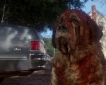 Stephen King: il nuovo romanzo sarà un sequel di Cujo