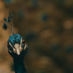 Il paradiso del pavone: una scena