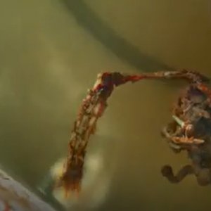 Tenebra: un'immagine