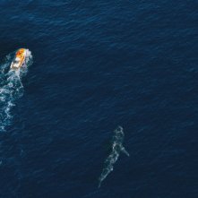 Shark Bait: lo squalo è a caccia...