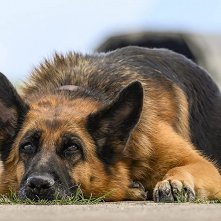 Palma - Un amore di cane: una scena del film
