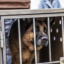 Palma - Un amore di cane: una scena del film
