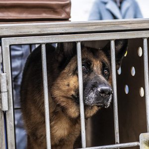 Palma - Un amore di cane: una scena del film