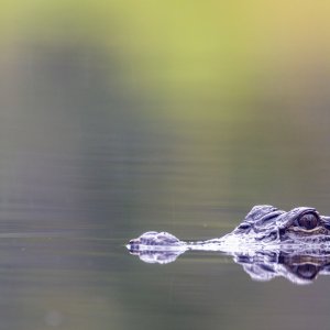 America the Beautiful: un'immagine della docuserie