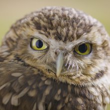 America the Beautiful: una scena della docuserie