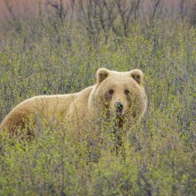 America the Beautiful: un'immagine della serie